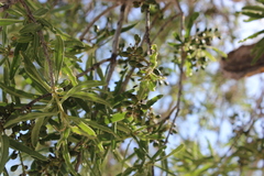 Forchhammeria watsonii