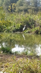 Ardea alba