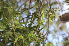 Forchhammeria watsonii