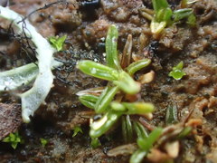 Aloina aloides