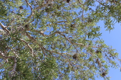 Forchhammeria watsonii