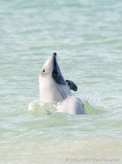 Cephalorhynchus hectori