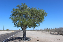 Forchhammeria watsonii