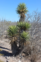 Yucca valida