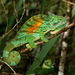 Parson's Chameleon - Photo (c) bja2800dk, some rights reserved (CC BY-NC)