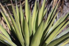 Yucca valida