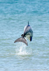 Cephalorhynchus hectori