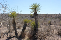 Yucca valida