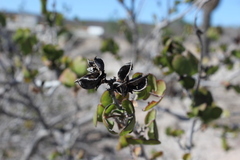 Gossypium davidsonii