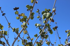 Gossypium davidsonii