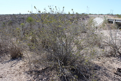 Gossypium davidsonii