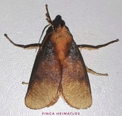 Ulamia sericea
