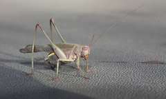 Enthephippion borellii