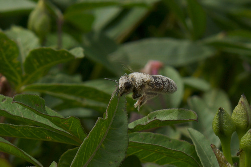 photo of Western Honey Bee (Apis mellifera)