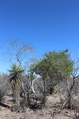 Forchhammeria watsonii