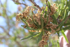 Forchhammeria watsonii