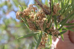 Forchhammeria watsonii