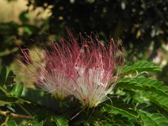 Calliandra magdalenae