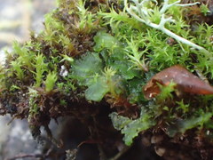 Paraphymatoceros pearsonii