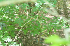 Crataegus opaca