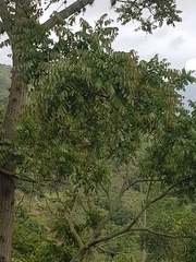 Cedrela odorata