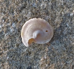 Bellastraea squamifera