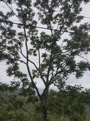 Cedrela odorata