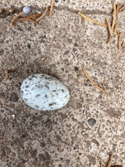 Antrostomus carolinensis