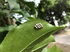 Tessaratoma papillosa