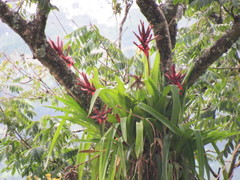 Aechmea tillandsioides