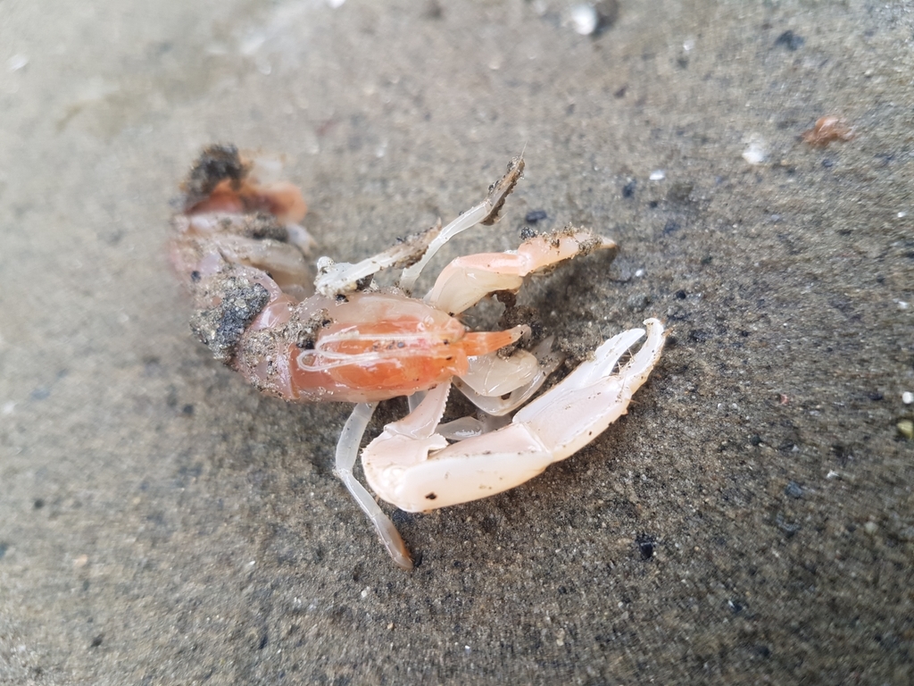 Bay Ghost Shrimp (Neotrypaea californiensis) · iNaturalist Canada