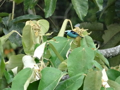 Tangara labradorides