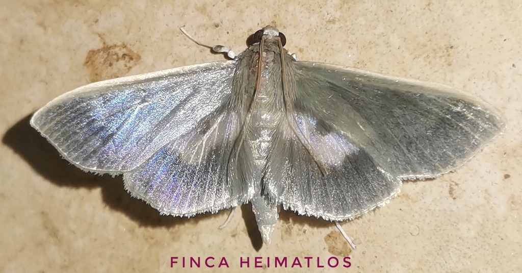 Syllepte laticalis