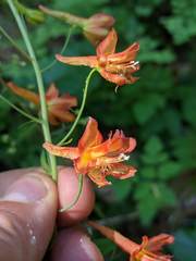 Delphinium nudicaule