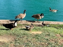 Branta canadensis