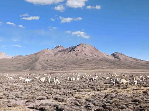Alpaca, Candarave, Perú, photo 8 of 10