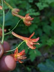 Delphinium nudicaule