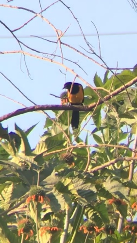 Icterus wagleri