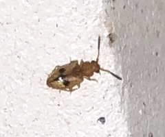 Psammoecus trimaculatus