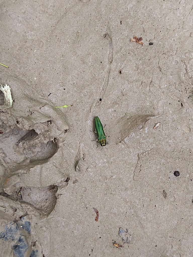 Emerald ash borer (Agrilus planipennis)