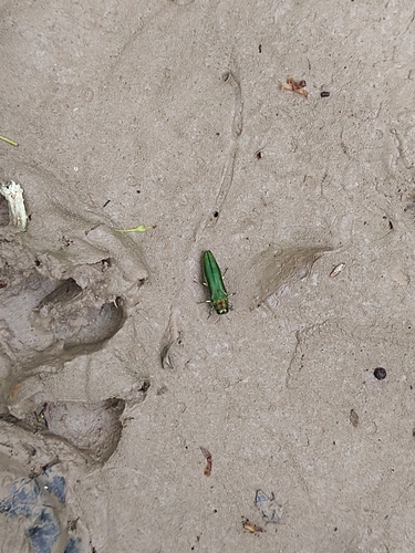 Emerald Ash Borer photo 4