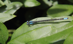 Oxyagrion ablutum