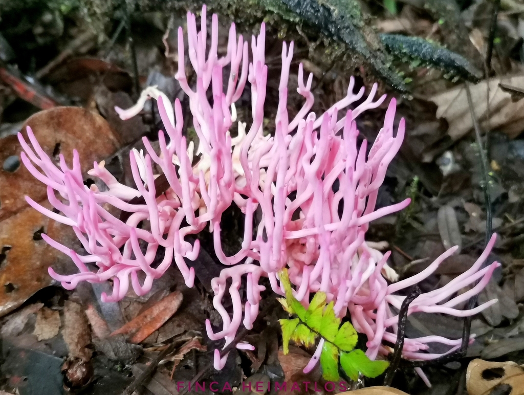 Clavaria schaefferi · March 2021 · photo: © heimatlos (iNaturalist, cc0)