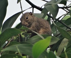 Heliosciurus