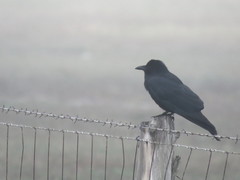 Corvus imparatus