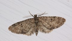 Eupithecia annulata