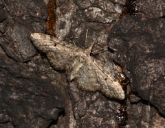 Eupithecia annulata