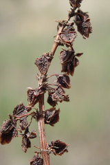 Rumex californicus