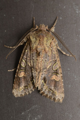 Ichneutica insignis