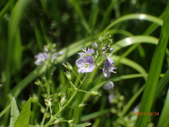 Veronica anagallis-aquatica
